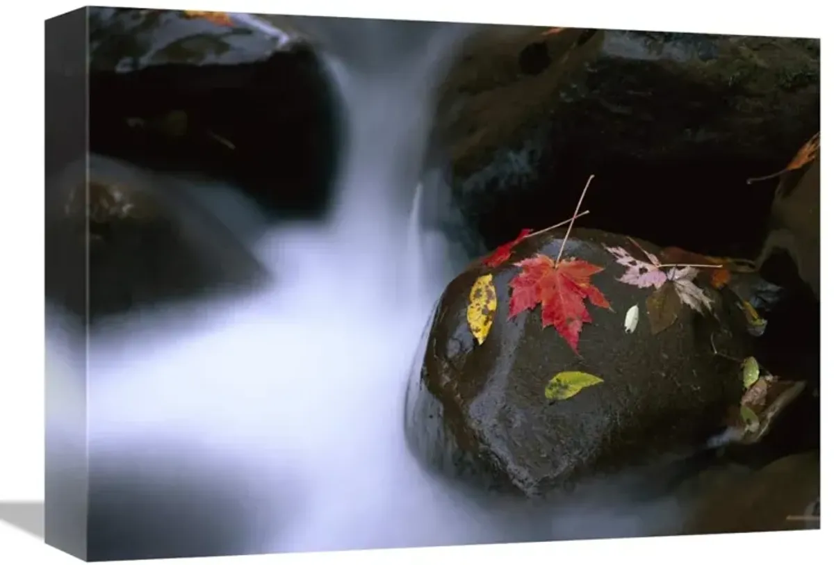 Little Pigeon River and fall Maple leaves, Great Smoky Mountains National Park-Canvas Art-16x12