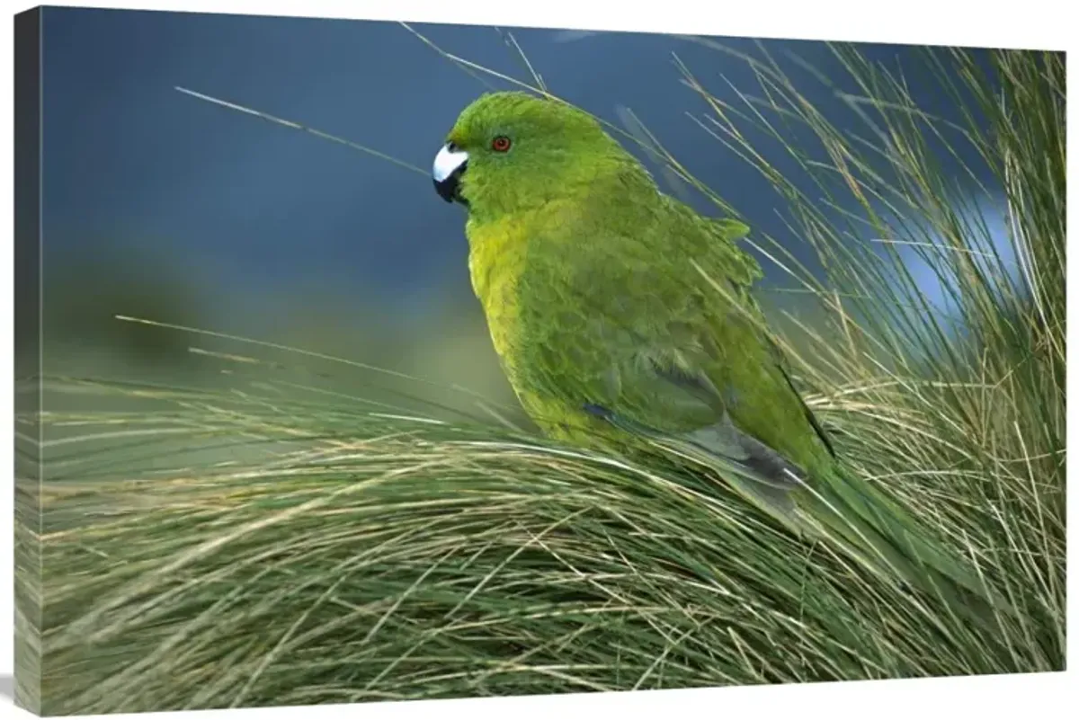 Antipodes Parakeet portrait in tussock grass, Antipodes Island, New Zealand-Canvas Art-36x24