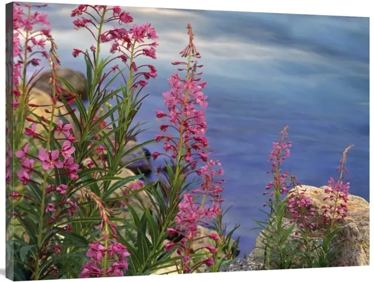 Fireweed against flowing stream, North America-Canvas Art-40x30