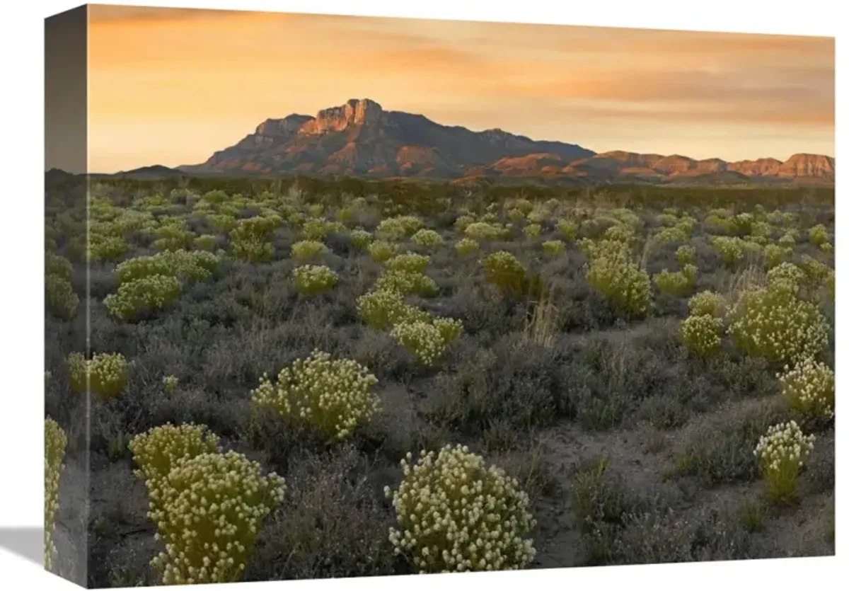 Pepperweed meadow beneath El Capitan, Guadalupe Mountains National Park, Texas-Canvas Art-16x12