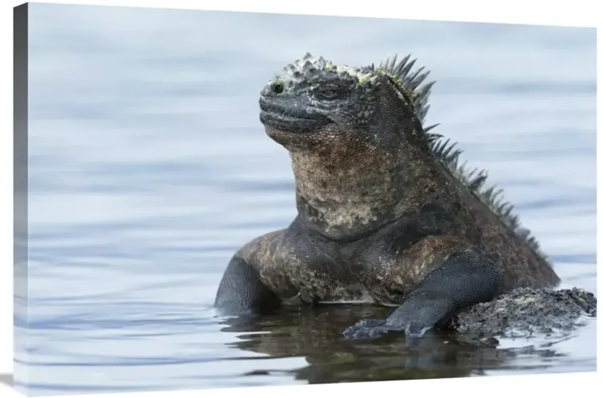 Marine Iguana on rock in shallow water, Galapagos Islands, Ecuador-Canvas Art-36x24