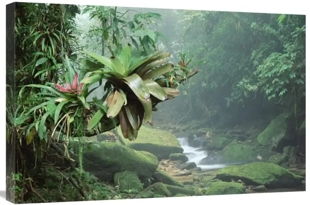 Bromeliads growing along stream in Bocaina National Park, Atlantic Forest, Brazil-Canvas Art-30x20