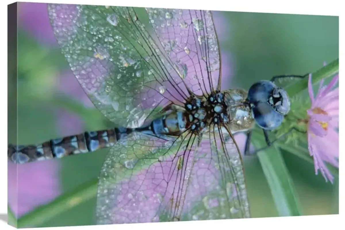 Southern Hawker Dragonfly close-up, on stem, New Mexico-Canvas Art-30x20