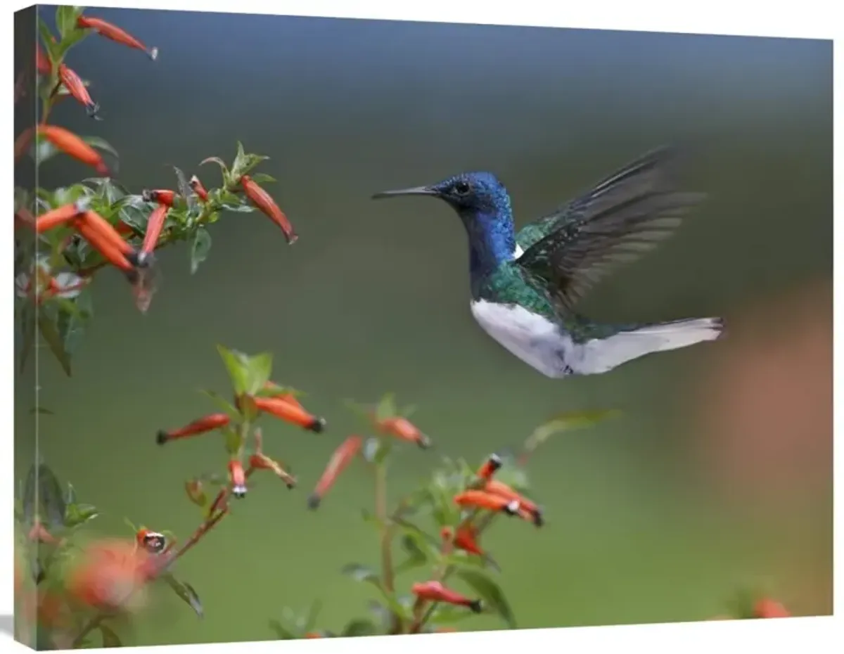 White-necked Jacobin hummingbird, male foraging, Costa Rica-Canvas Art-32x24