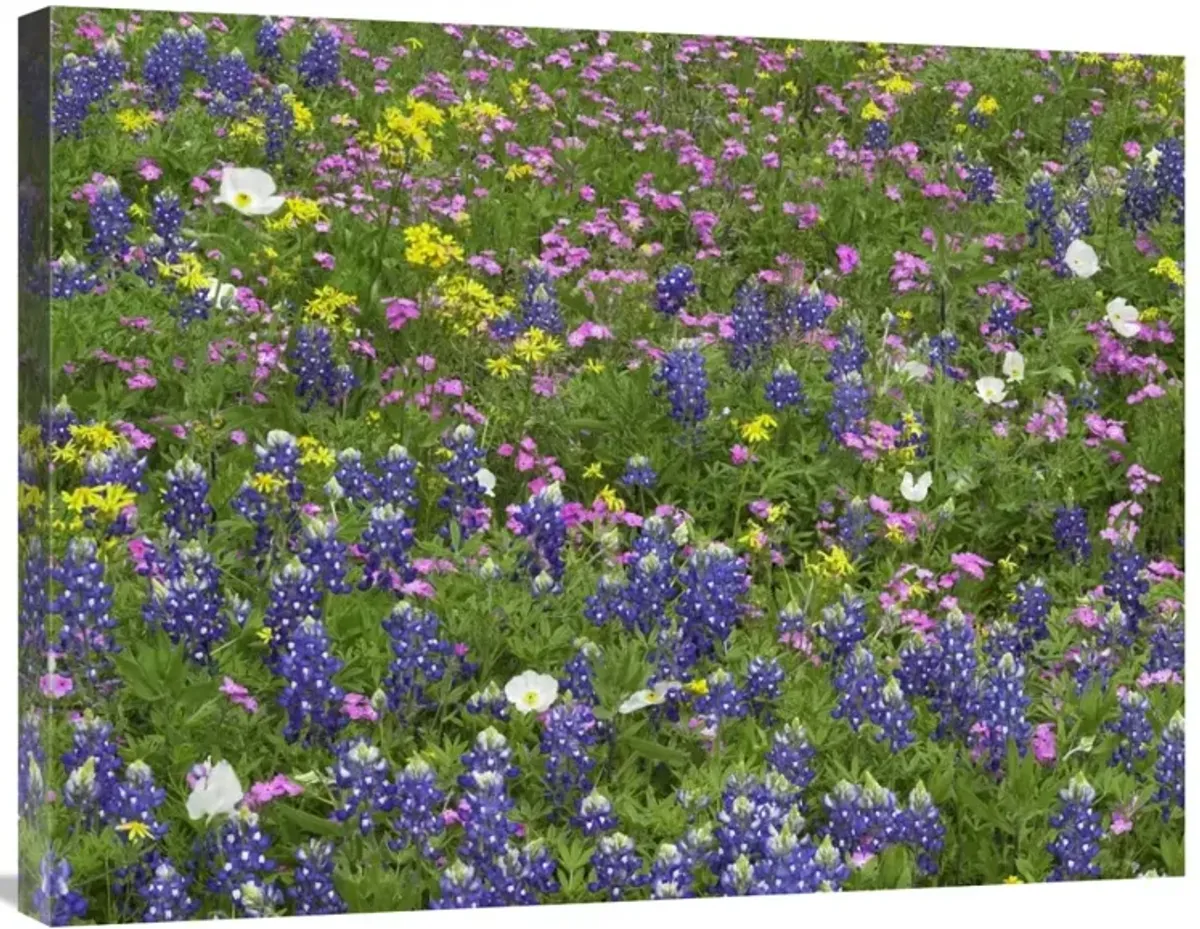 Sand Bluebonnet flowers, Hill Country, Texas-Canvas Art-32x24