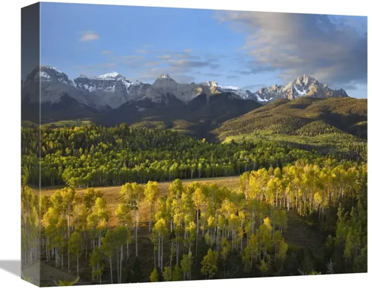 Quaking Aspen forest and Mount Sneffels, San Juan Mountains, Colorado-Canvas Art-16x13.28