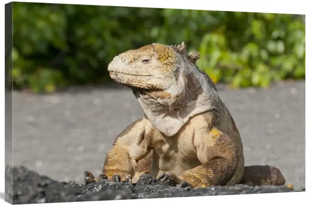 Galapagos Land Iguana basking, Galapagos Islands, Ecuador-Canvas Art-36x24