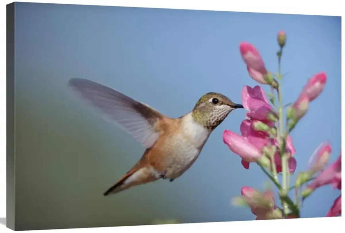 Rufous Hummingbird juvenile feeding on flowers, New Mexico-Canvas Art-36x24