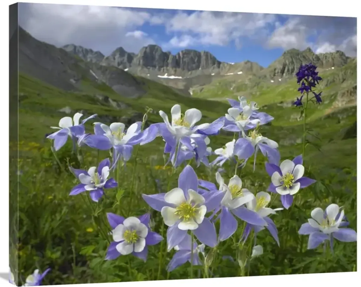 Colorado Blue Columbine meadow at American Basin, Colorado-Canvas Art-35x28