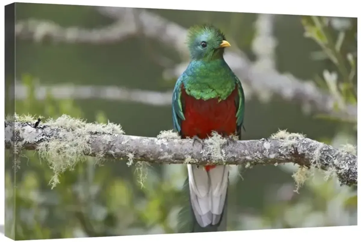 Resplendent Quetzal male, Costa Rica-Canvas Art-30x20