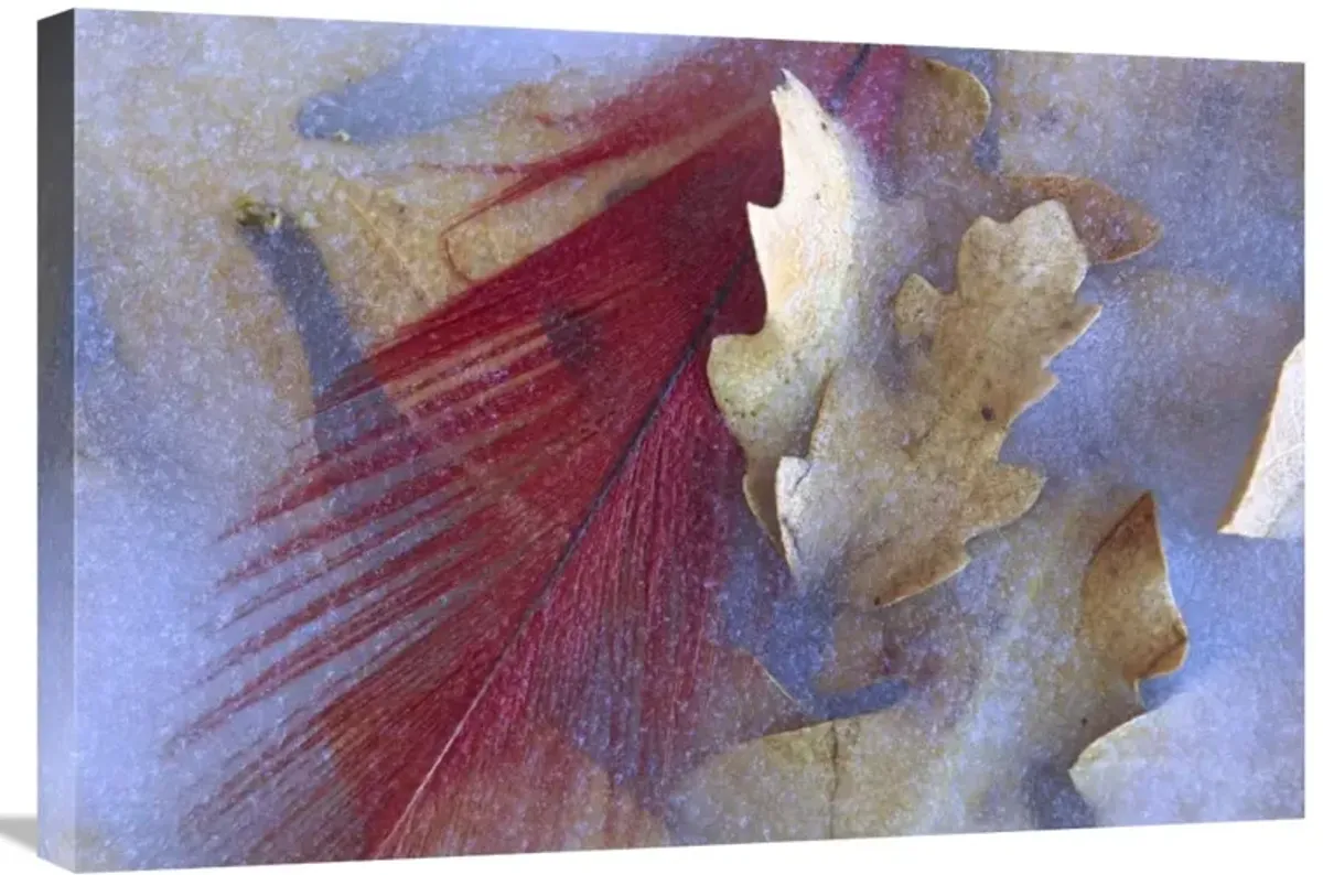 Northern Cardinal feather and Oak leaves frozen in ice, Arizona-Canvas Art-30x20