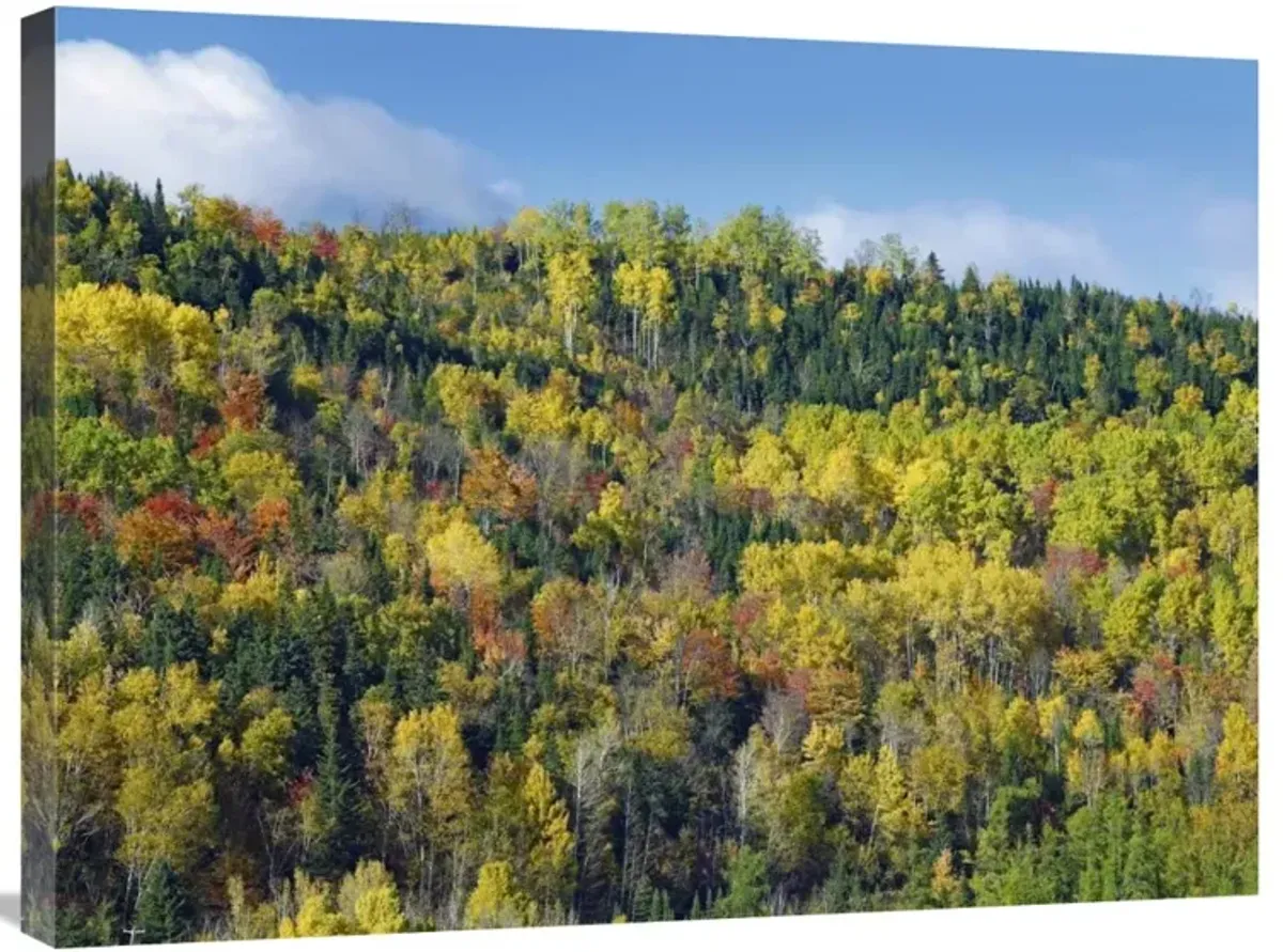 Fall colors, Chic-Chocs, Quebec, Canada-Canvas Art-32x24