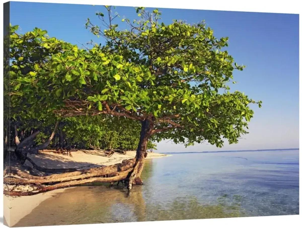 Roatan Island, Honduras-Canvas Art-40x30