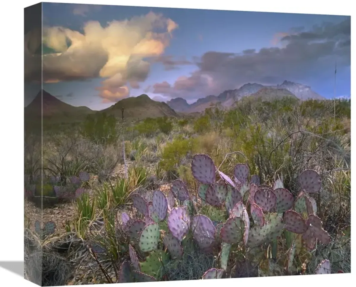 Opuntia cactus, Chisos Mountains, Big Bend National Park, Texas-Canvas Art-16x14.08
