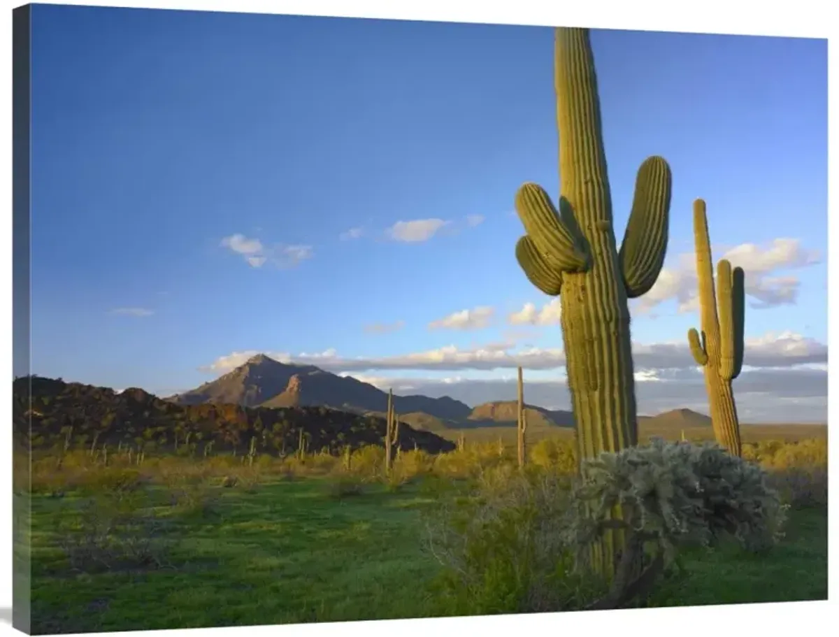 Saguaro and Teddybear Cholla, Picacho Peak State Park, Arizona-Canvas Art-40x30