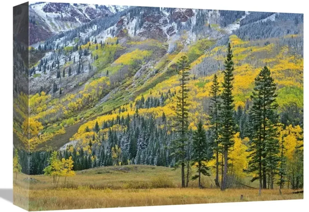 Aspen grove in fall colors, Maroon Bells, Snowmass Wilderness, Colorado-Canvas Art-16x12