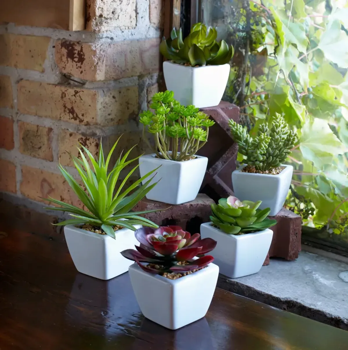 Set of 6 Assorted Succulents in Traditional White Pots for Home Décor and Indoor Gardening