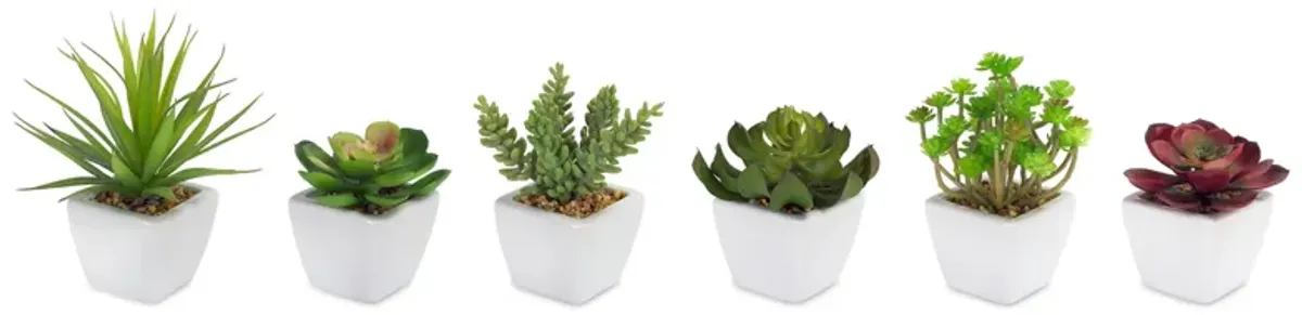 Set of 6 Assorted Succulents in Traditional White Pots for Home Décor and Indoor Gardening
