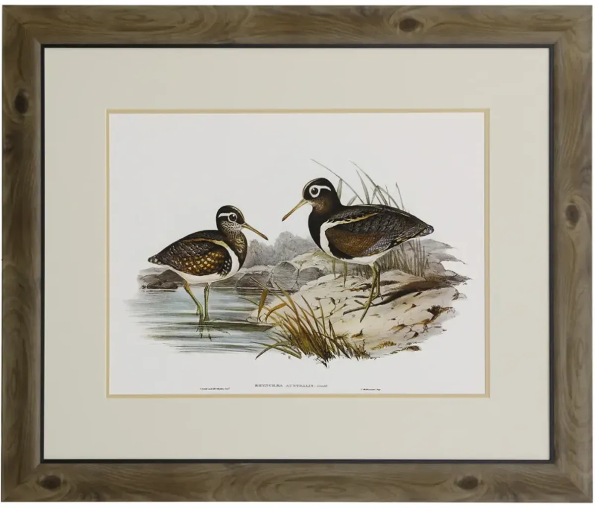 Waterbird Pairing III