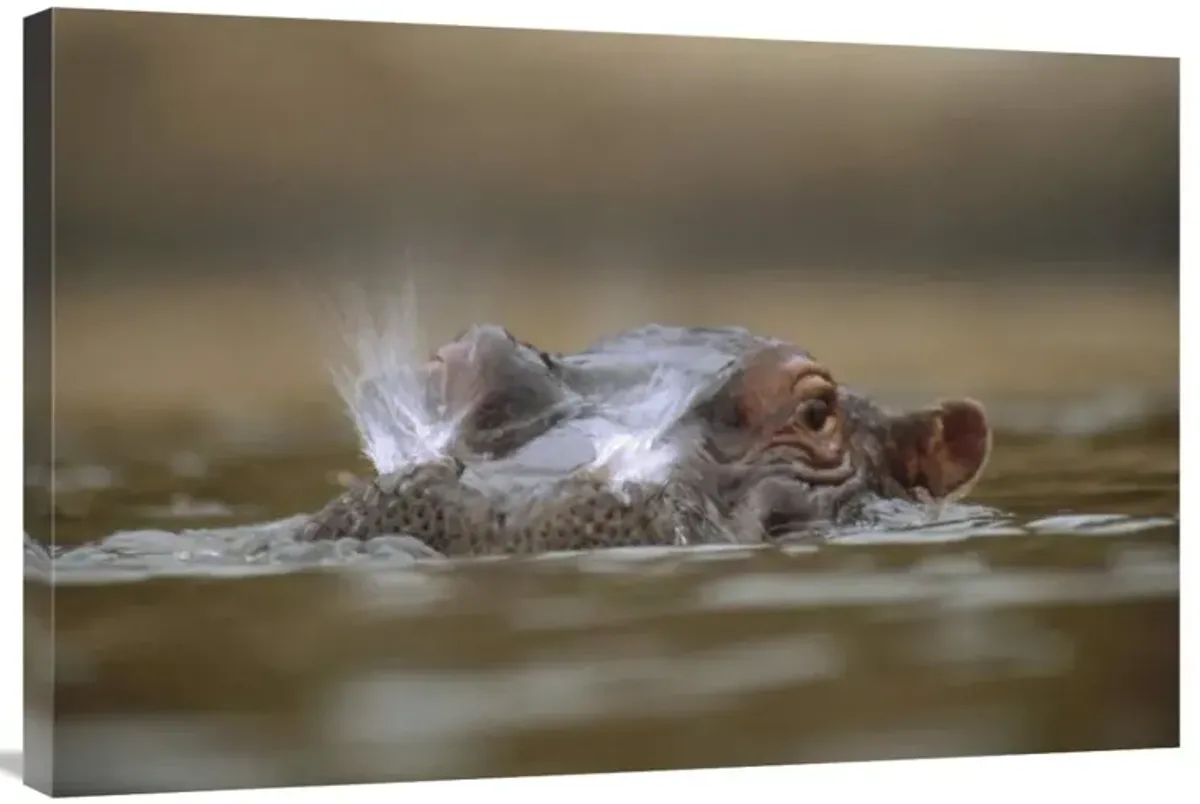 Hippopotamus breathing at water surface, Kenya-Canvas Art-36x24