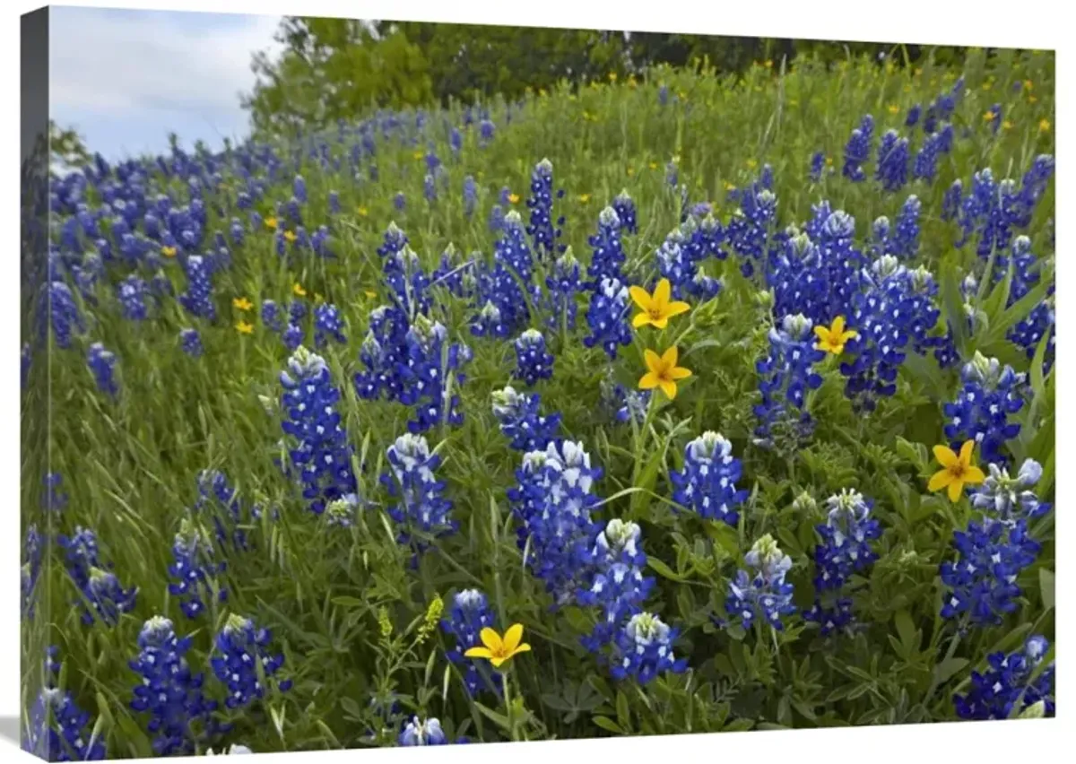 Bluebonnet and Texas Yellowstar meadow, Cedar Hill State Park, Texas-Canvas Art-32x24