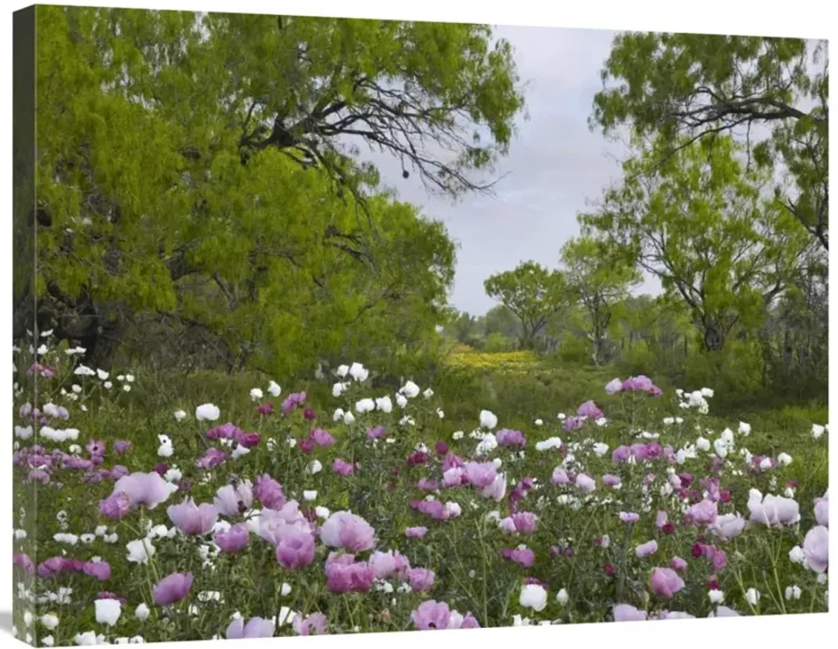Long Pricklyhead Poppy field near Christine, Texas-Canvas Art-32x24
