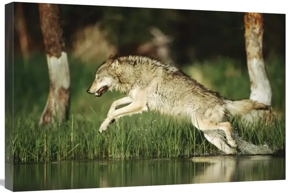 Timber Wolf running through shallow river, Montana-Canvas Art-30x20