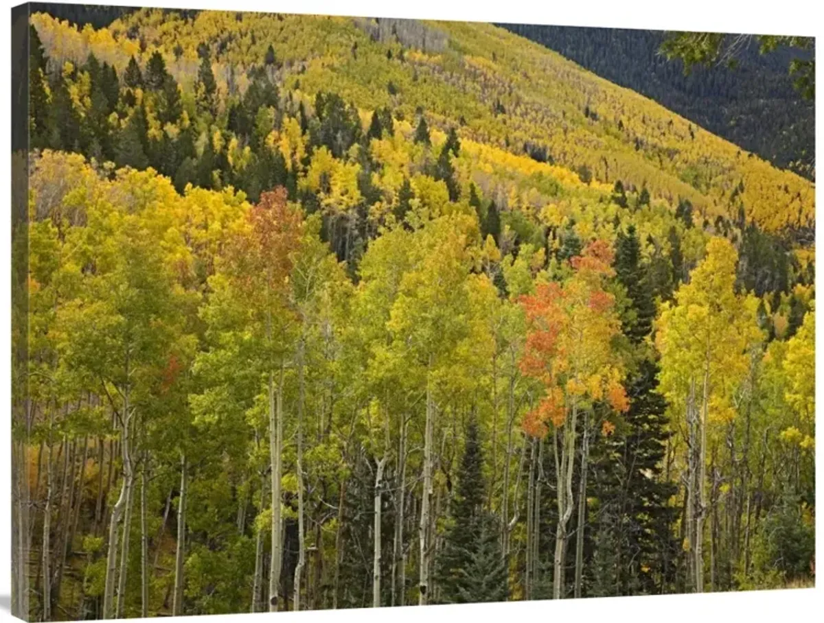 Aspen trees in autumn, Santa Fe National Forest near Santa Fe, New Mexico-Canvas Art-40x30