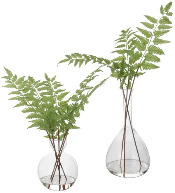 Country Ferns (Set Of 2)