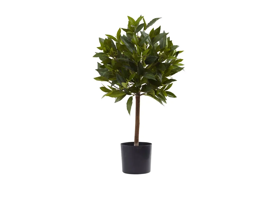 HomPlanti 2 Feet Sweet Bay Mini Ball Topiary