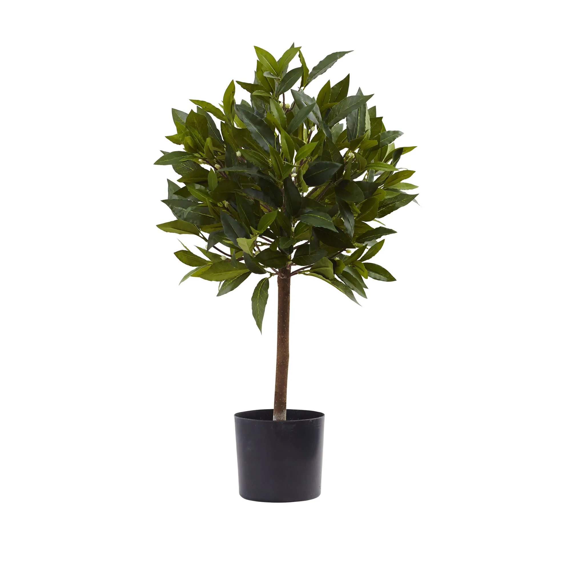 HomPlanti 2 Feet Sweet Bay Mini Ball Topiary