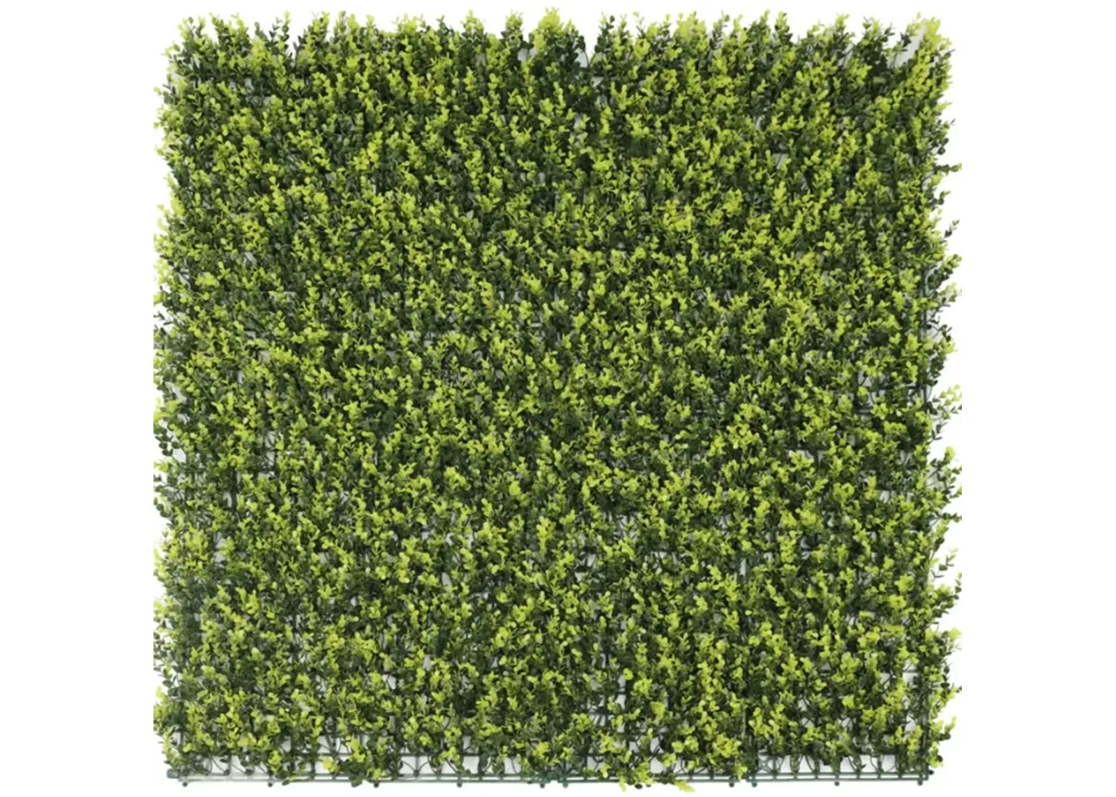 Yellow English Artificial Boxwood Wall 40" x 40" 11SQ FT Commercial Grade UV Resistant