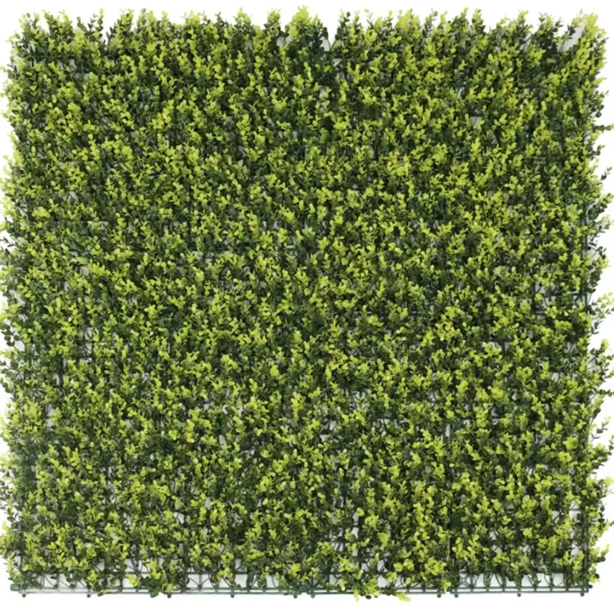 Yellow English Artificial Boxwood Wall 40" x 40" 11SQ FT Commercial Grade UV Resistant