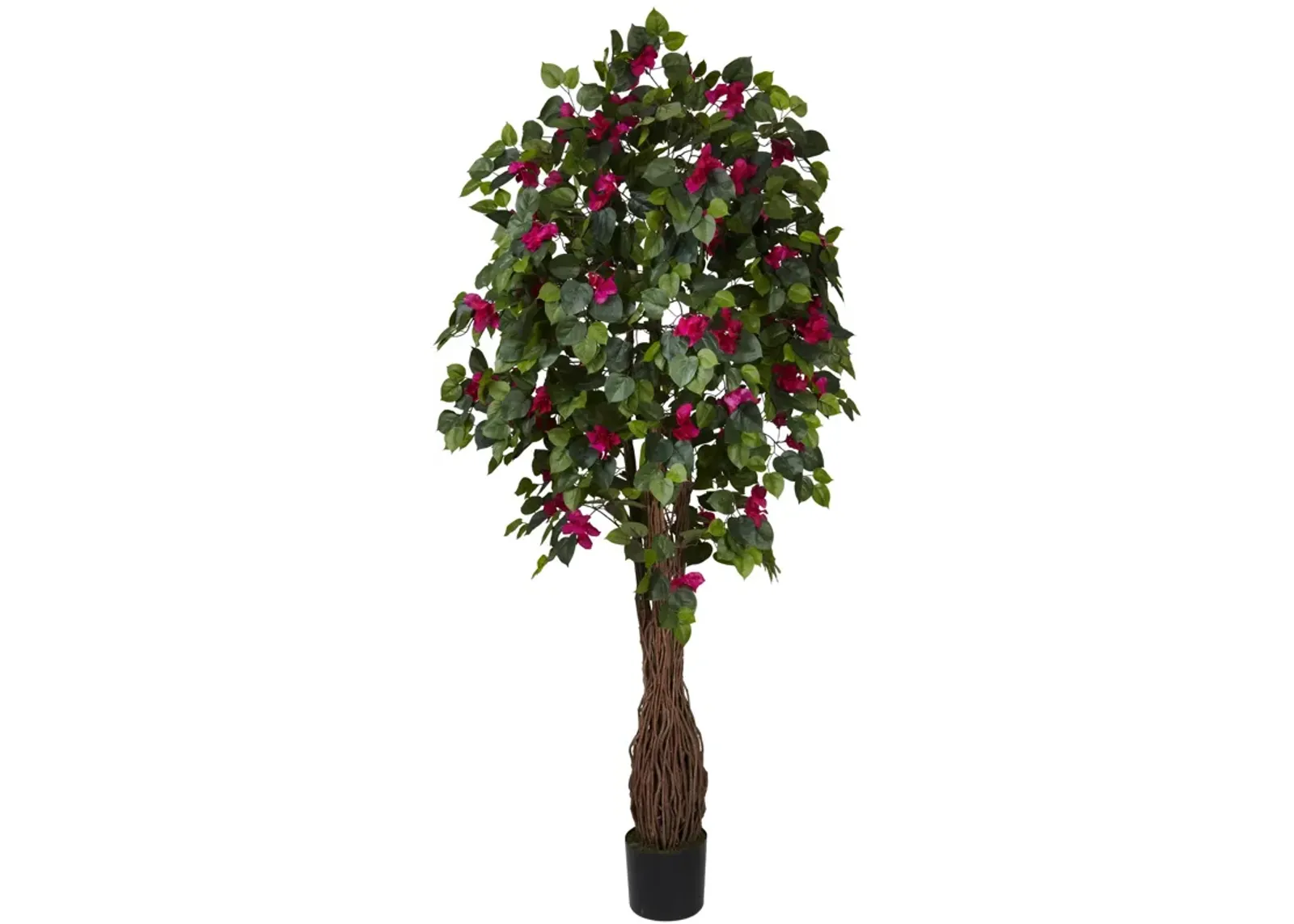 HomPlanti 6 Feet Multi Vine Bougainvillea Silk Tree