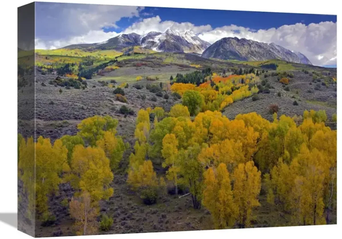 Fall colors at Chair Mountain, Colorado-Canvas Art-16x12