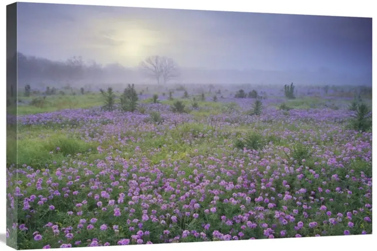 Sand Verbena flower field at sunrise in fog, Hill Country, Texas-Canvas Art-30x20