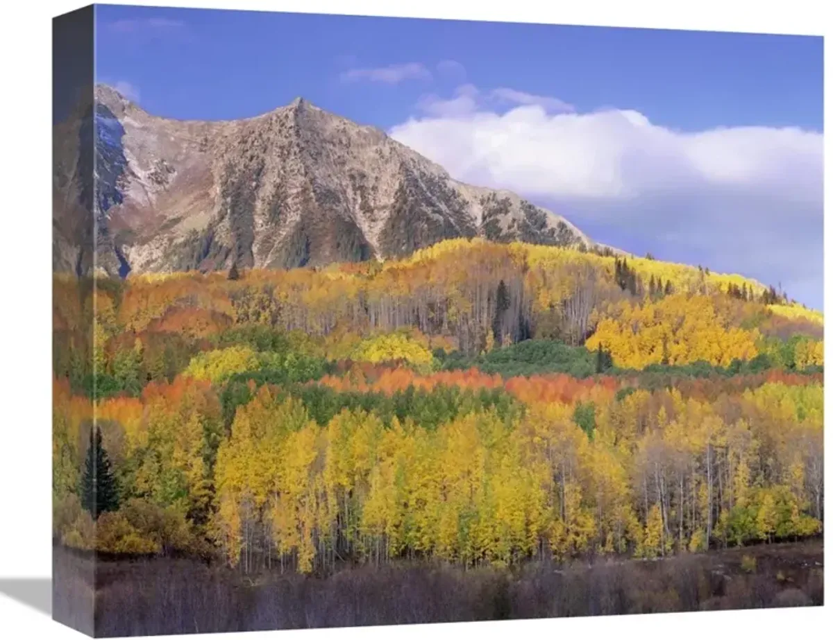 Quaking Aspen forest in autumn, Marcellina Mountain, Raggeds Wilderness, Colorado-Canvas Art-16x13.28