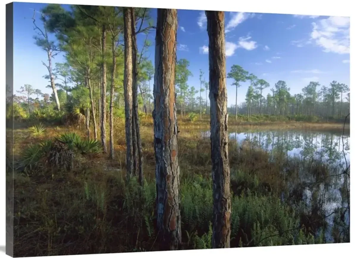 Pond near the Loxahatchee River, Jonathan Dickinson State Park, Florida-Canvas Art-40x30