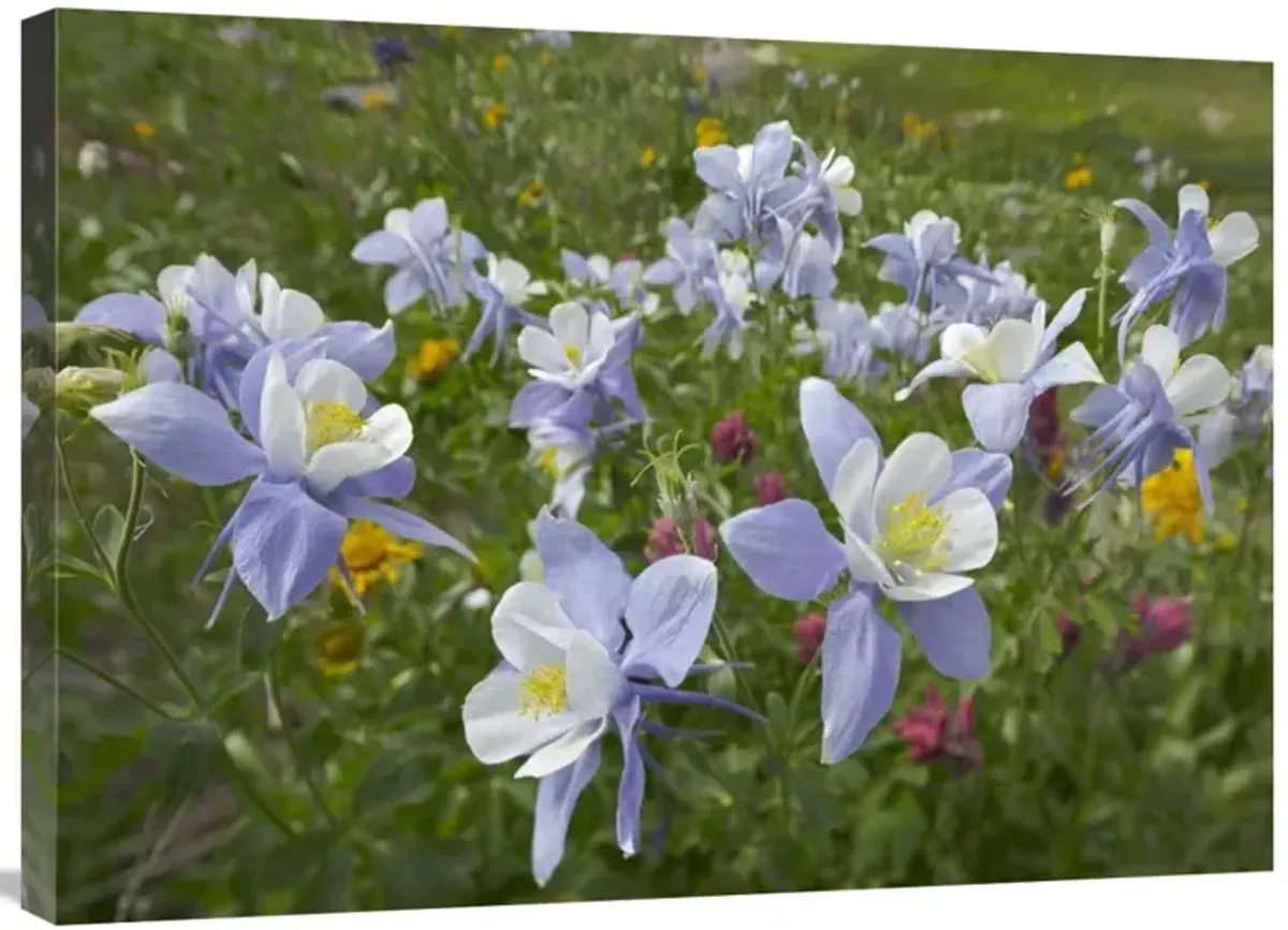Colorado Blue Columbine flowers, American Basin, Colorado-Canvas Art-32x24