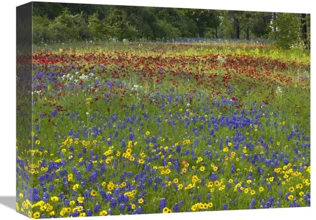 Annual Coreopsis Texas Bluebonnet and Drummonds Phlox-Canvas Art-16x12