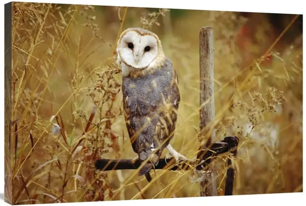 Barn Owl perching among dry grasses, British Columbia, Canada-Canvas Art-36x24