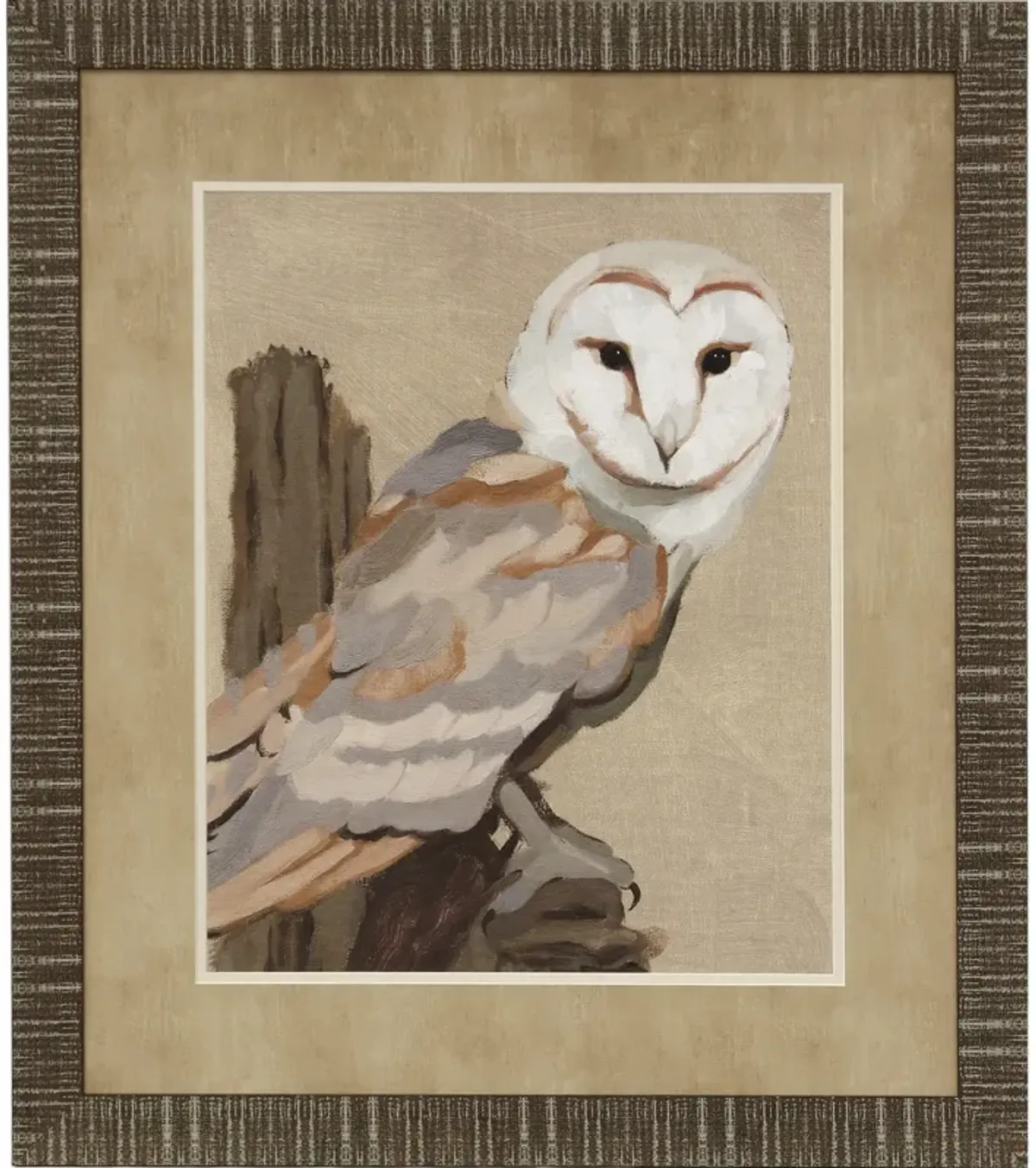 Common Barn Owl I Framed Print