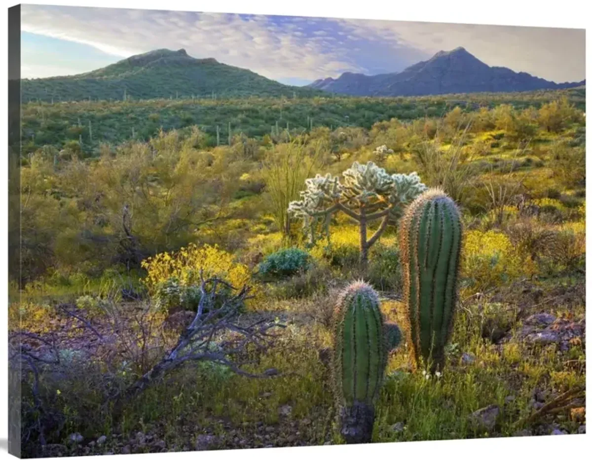 Ajo Mountains, Organ Pipe Cactus National Monument, Sonoran Desert, Arizona-Canvas Art-40x30