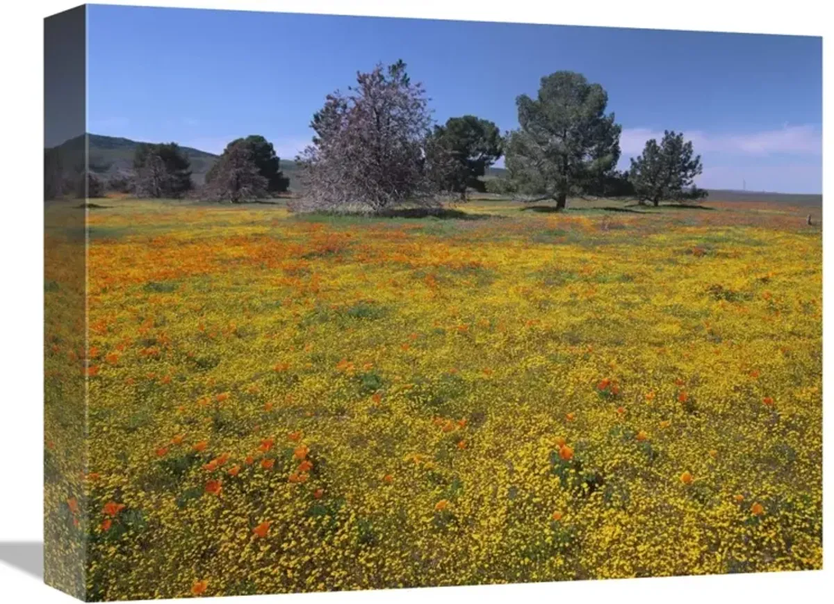 California Poppy and Eriophyllum flowers in field, Antelope Valley, California-Canvas Art-16x12