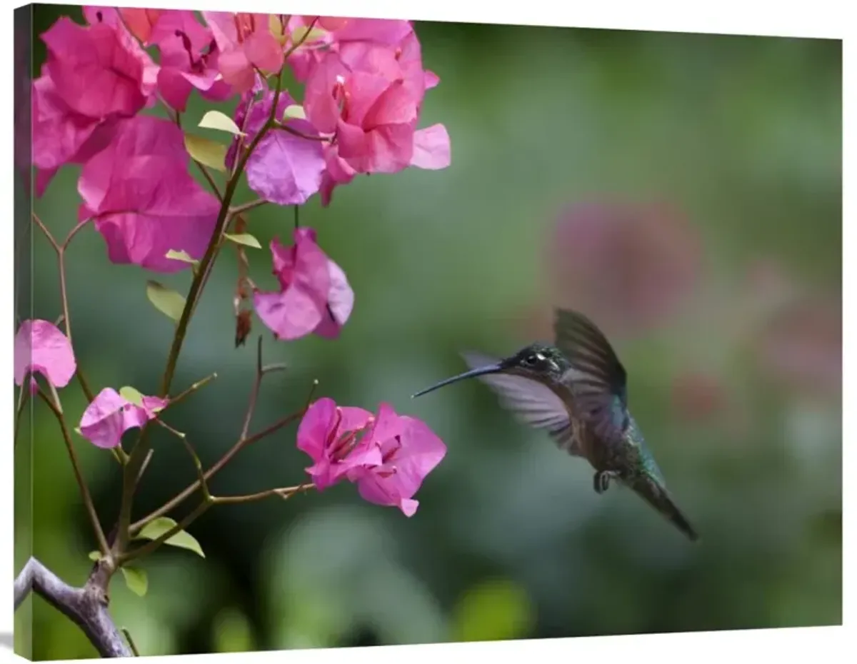 Magnificent Hummingbird female feeding at flower, Costa Rica-Canvas Art-40x30