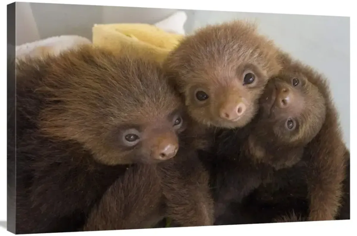 Hoffmanns Two-toed Sloth orphaned babies, Aviarios Sloth Sanctuary, Costa Rica-Canvas Art-36x24