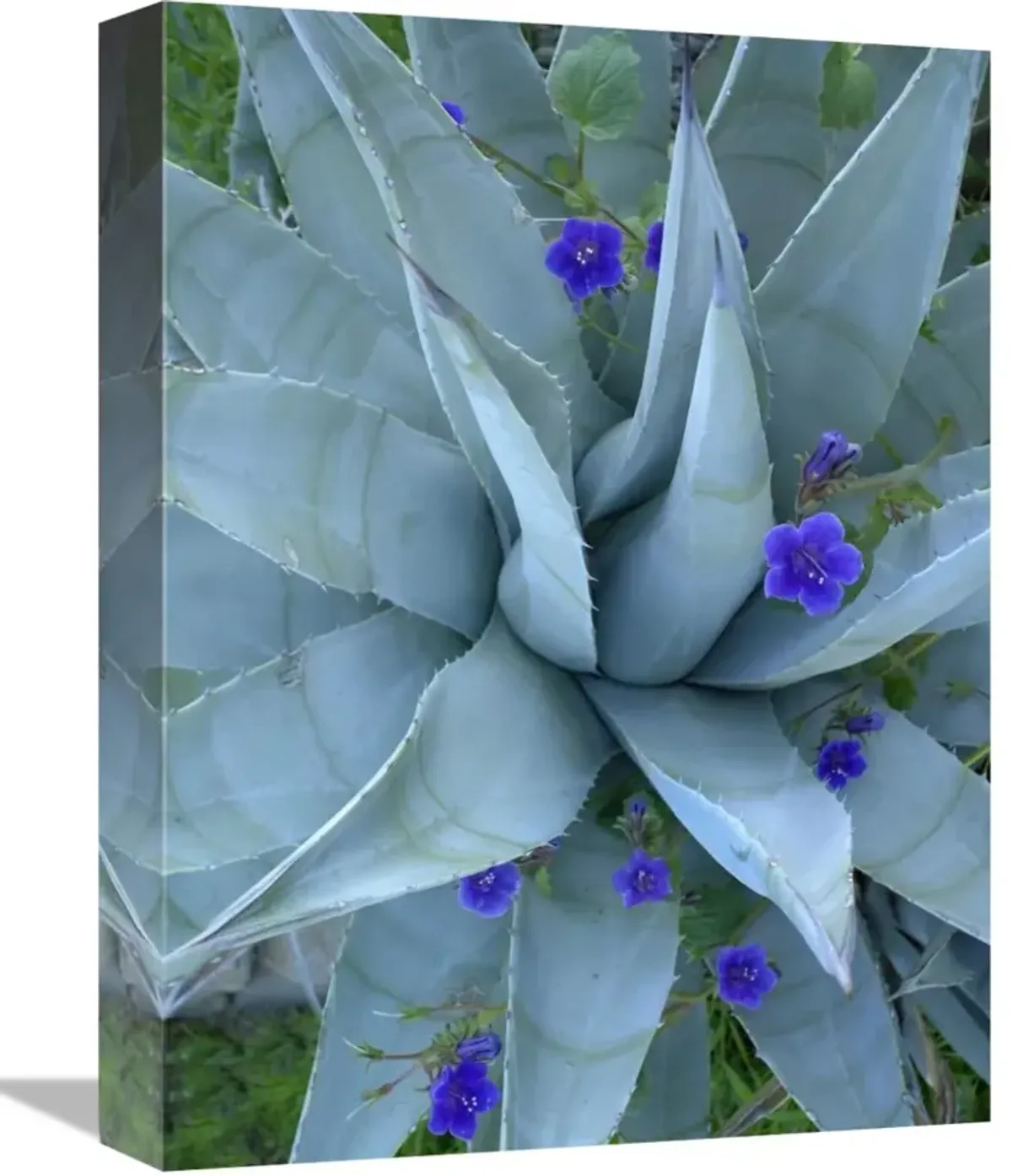 Bluebell and Agave , North America-Canvas Art-12x16