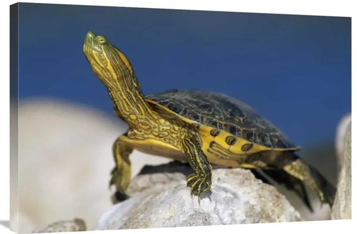 Yellow-bellied Slider turtle, portrait, on rock, North America-Canvas Art-36x24