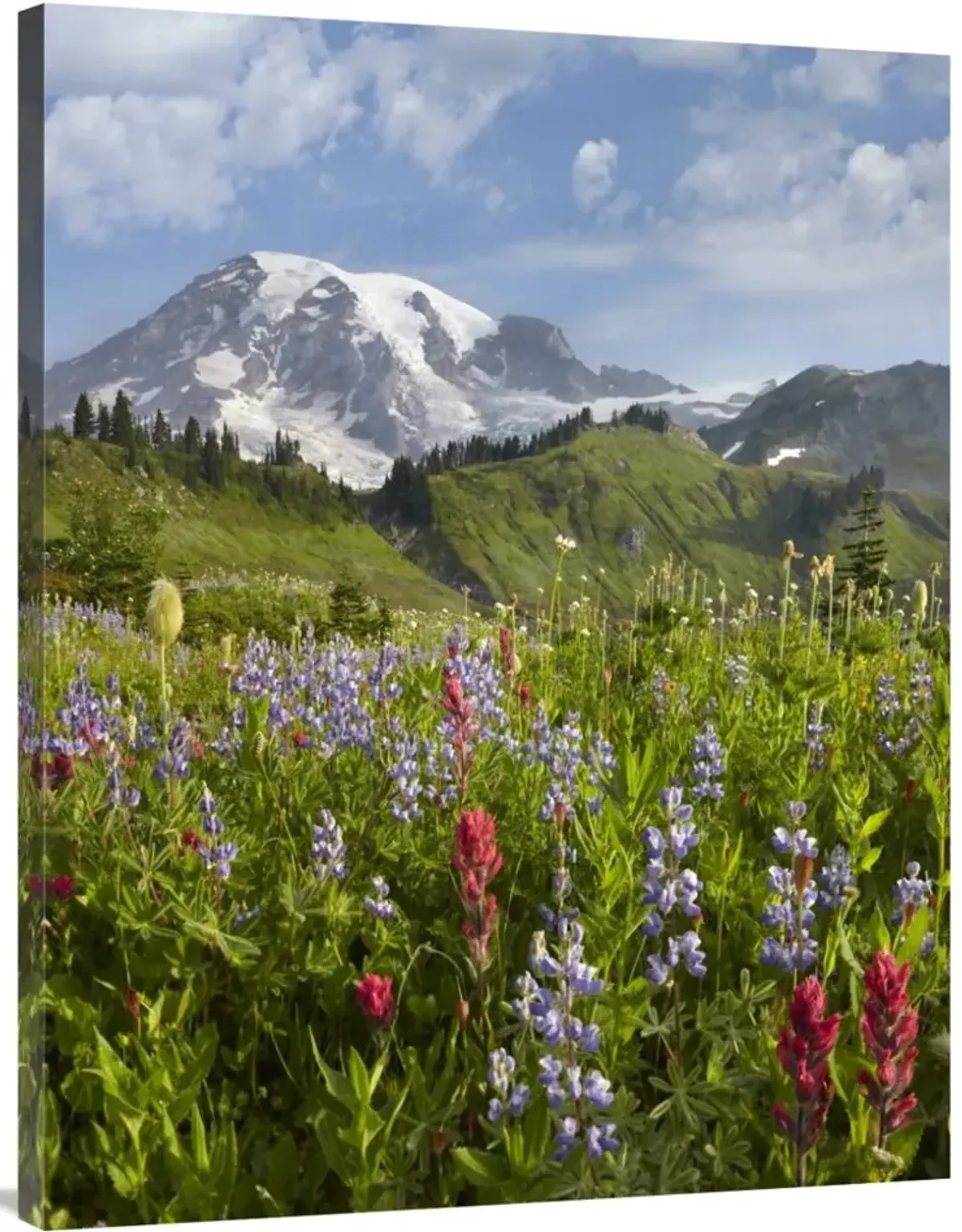 Paradise Meadow and Mount Rainier, Mount Rainier National Park, Washington-Canvas Art-30x40
