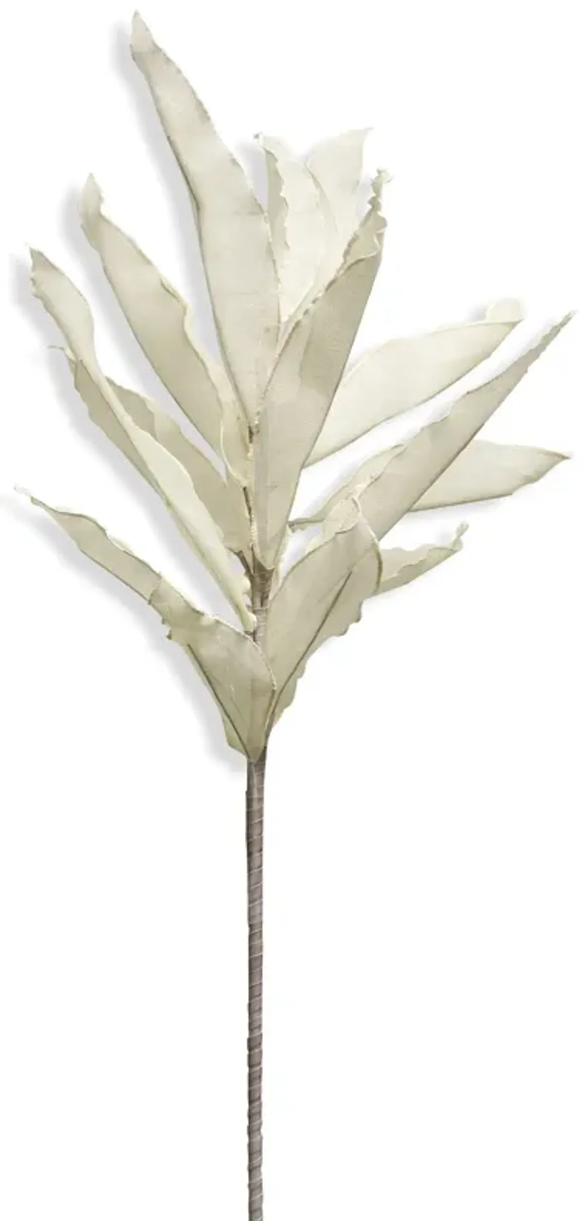 Ruscus Stem